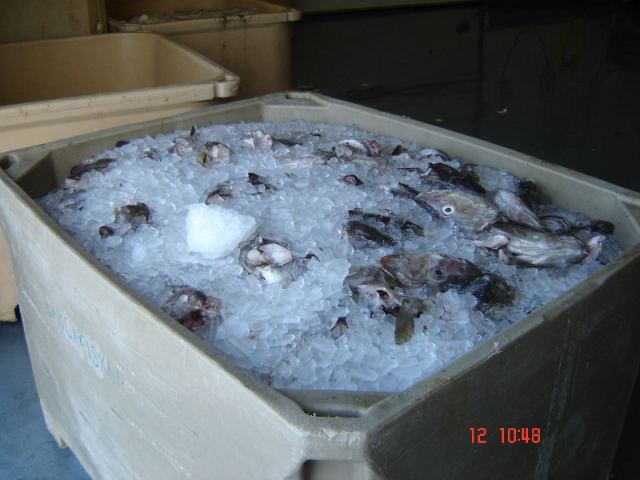 Fréttamyndir