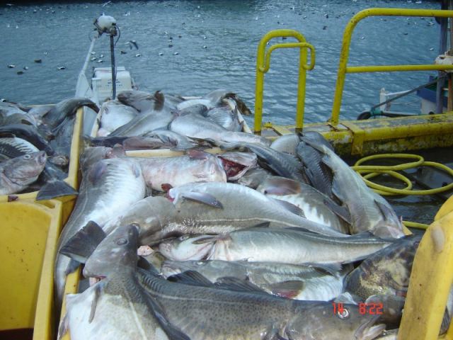Fréttamyndir