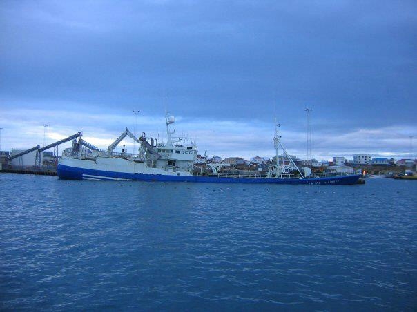 Unnið á vöktum allan sólarhringinn við hrognatöku